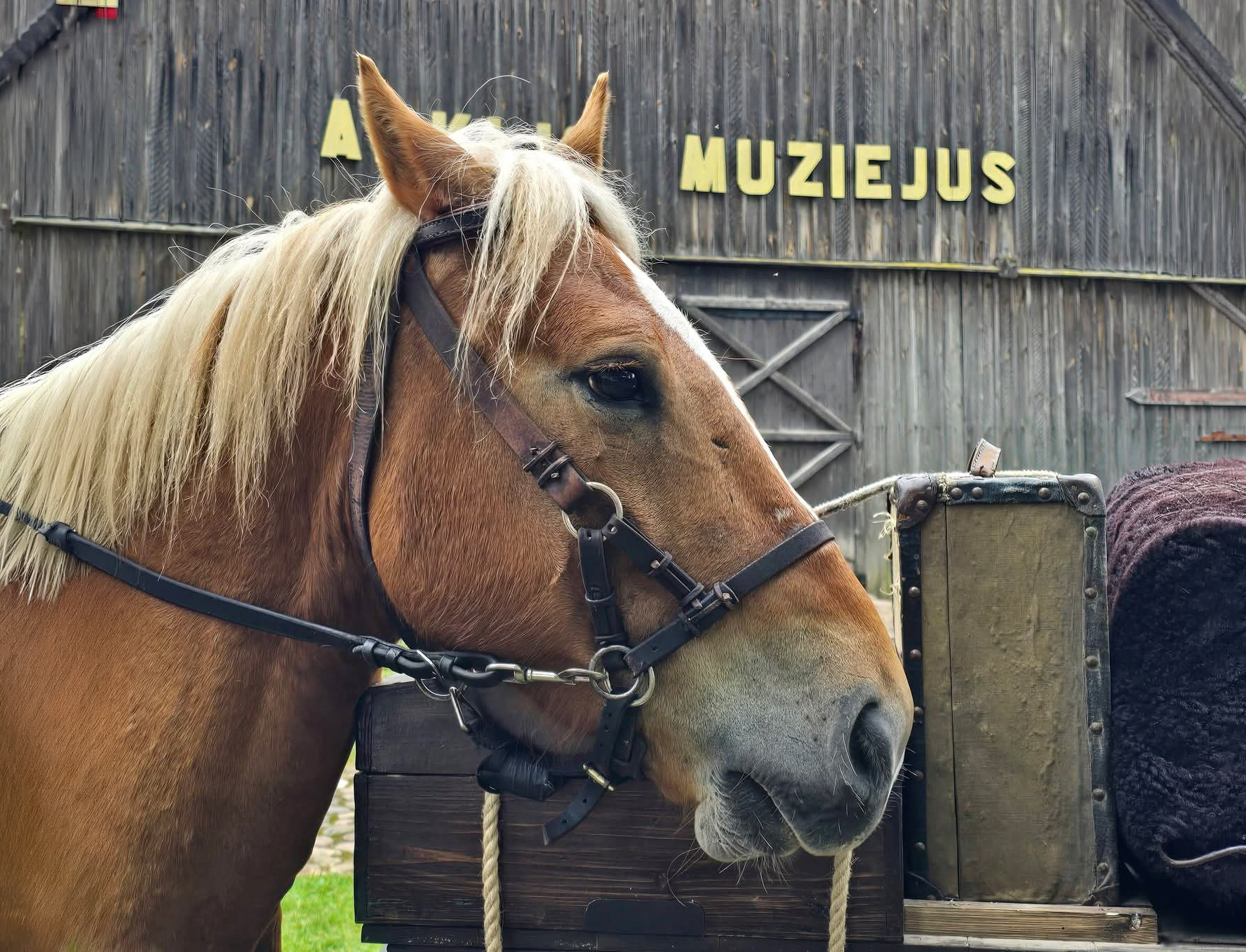 Niūronyse nuaidėjo 48-oji žirgo ir tradicinės kultūros šventė „Bėk bėk, žirgeli!“
