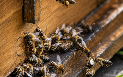 IŠ KURŠĖNŲ – Į NEĮPRASTĄ EDUKACIJĄ: KVIES IŠBANDYTI POILSĮ ANT BIČIŲ AVILIŲ