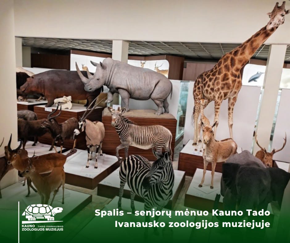 Kauno Tado Ivanausko zoologijos muziejaus ekspozicija su žirafos, raganosio, zebro ir kitų gyvūnų eksponatais. Spalis muziejuje skelbiamas Senjorų mėnesiu.