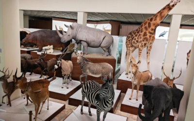 Spalis – senjorų mėnuo Kauno Tado Ivanausko zoologijos muziejuje