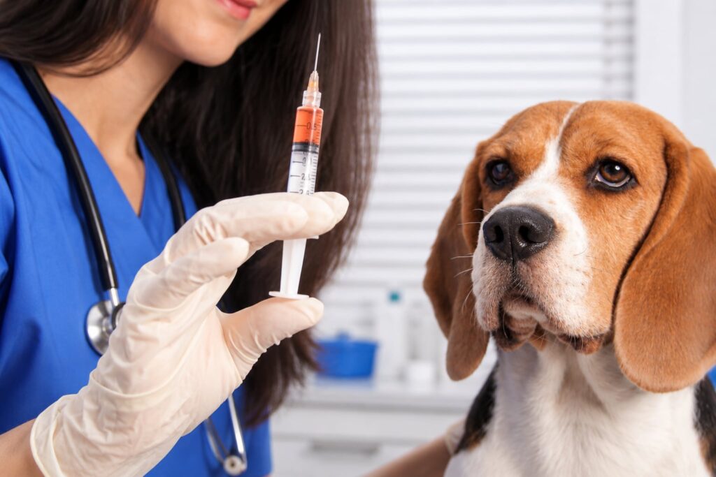 Veterinarijos gydytoja ruošiasi skiepyti šunį nuo pasiutligės.